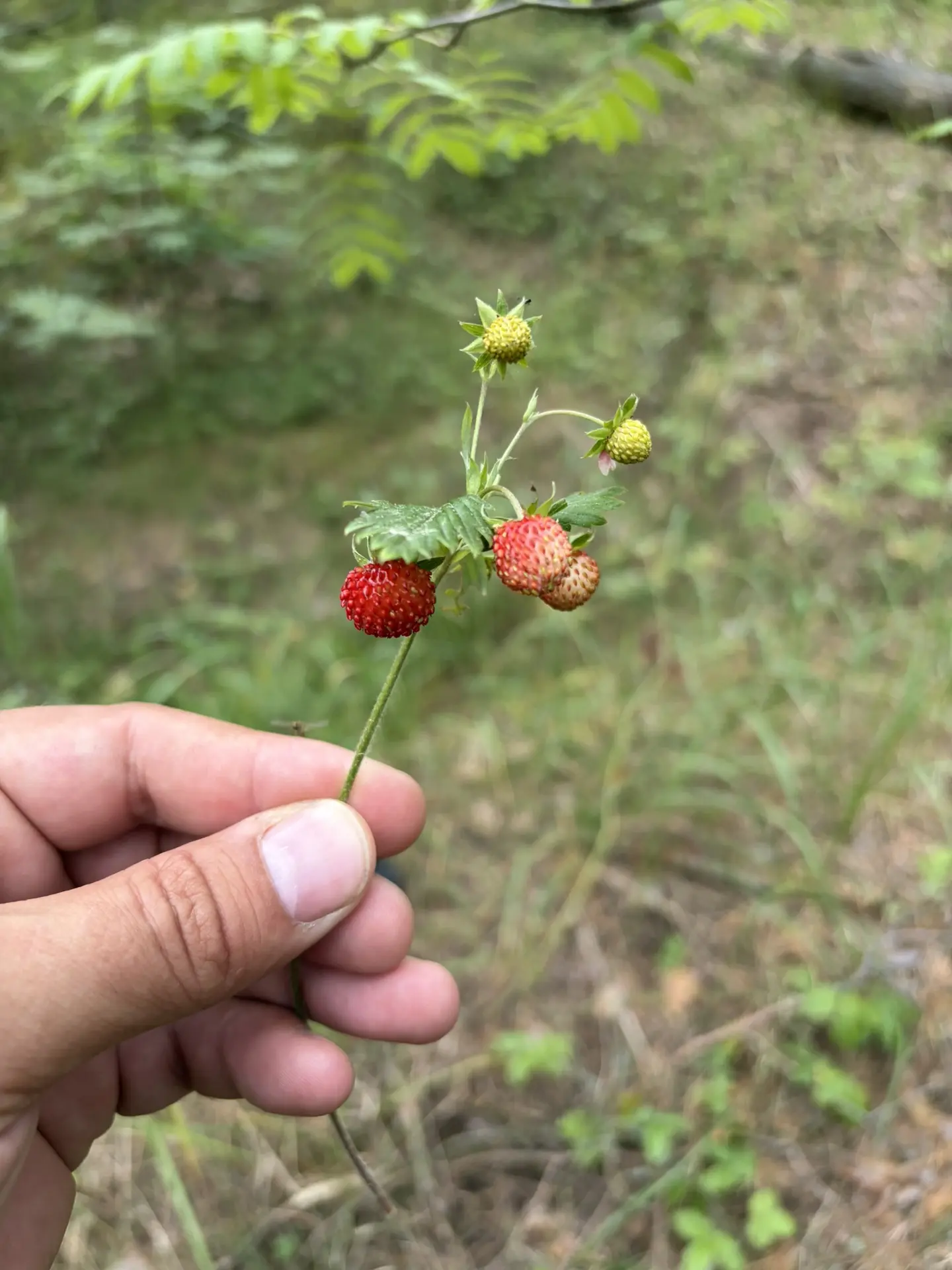 В наших лесах пошла земляника🍓 Кто хочет приобрести участки земли или готовые дома рядом с землянич