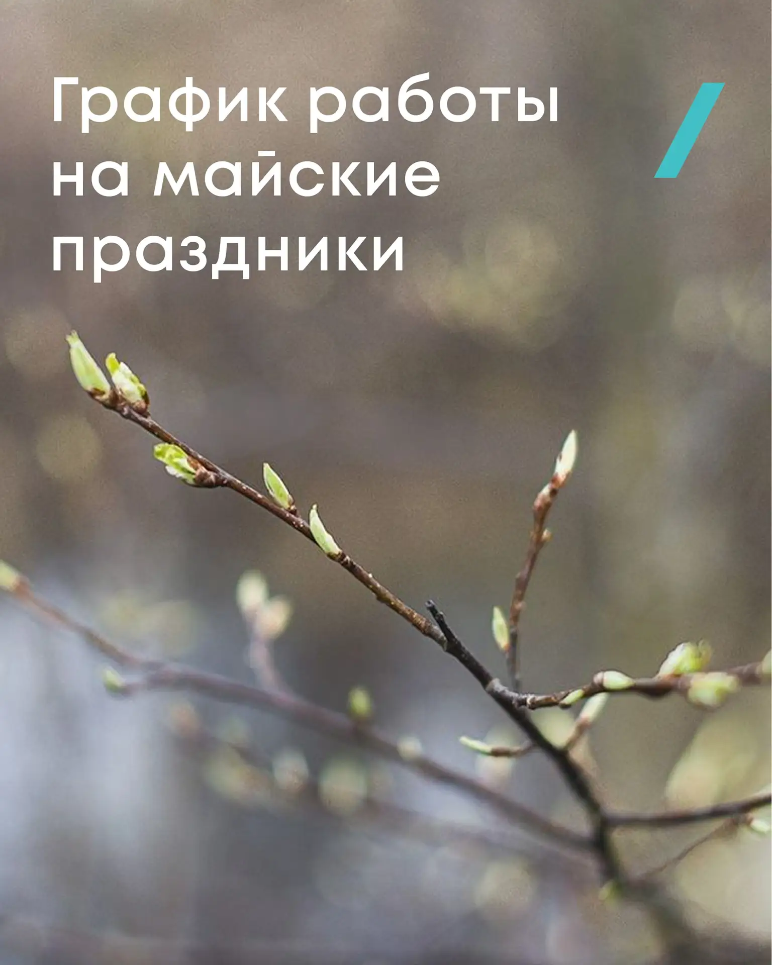 Майские праздники уже совсем близко, а вместе с ними и выходные 🌸