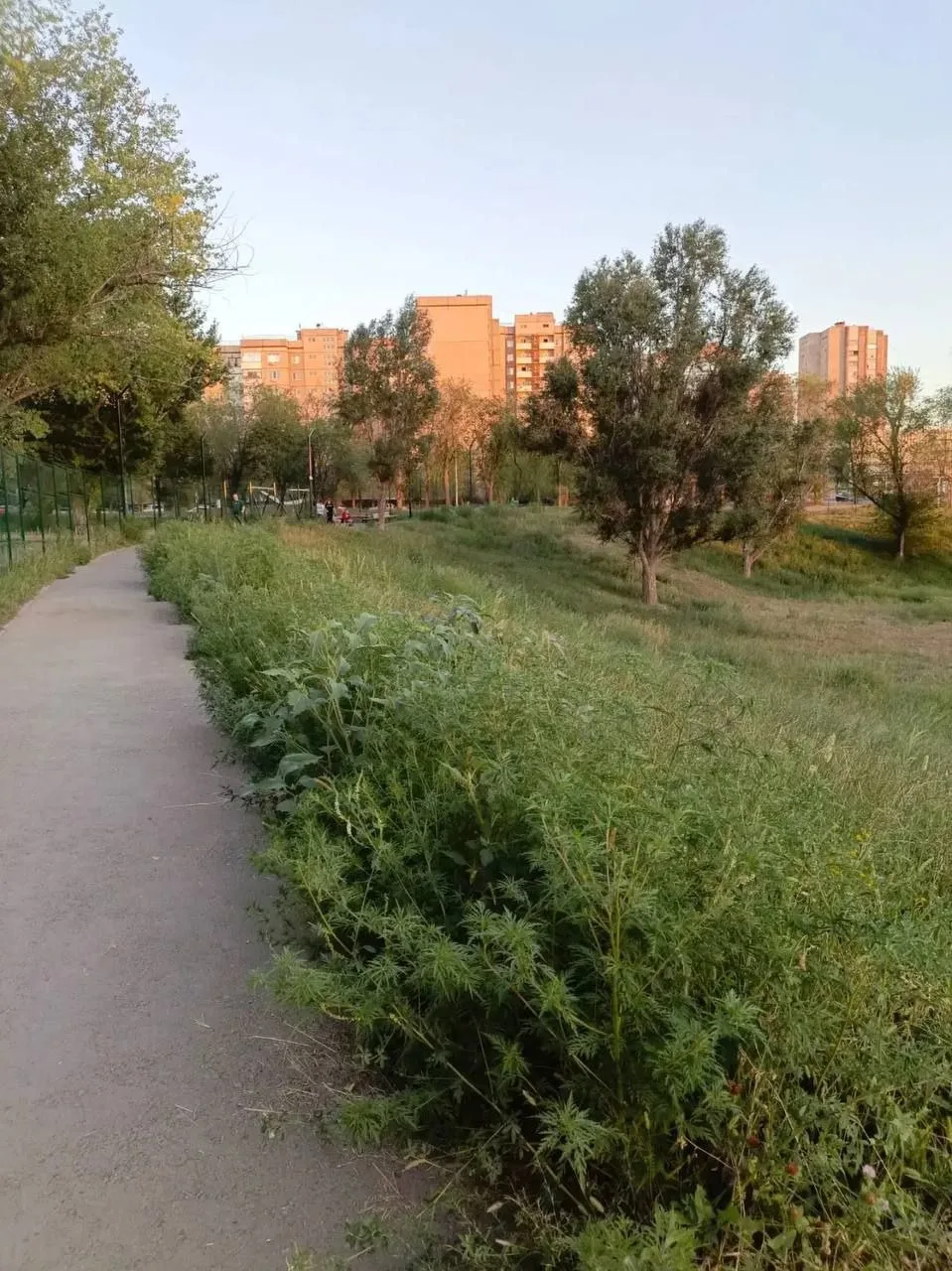 Недавно обновленный стадион Далевского университета в Луганске утопает в амброзии, сорн...
