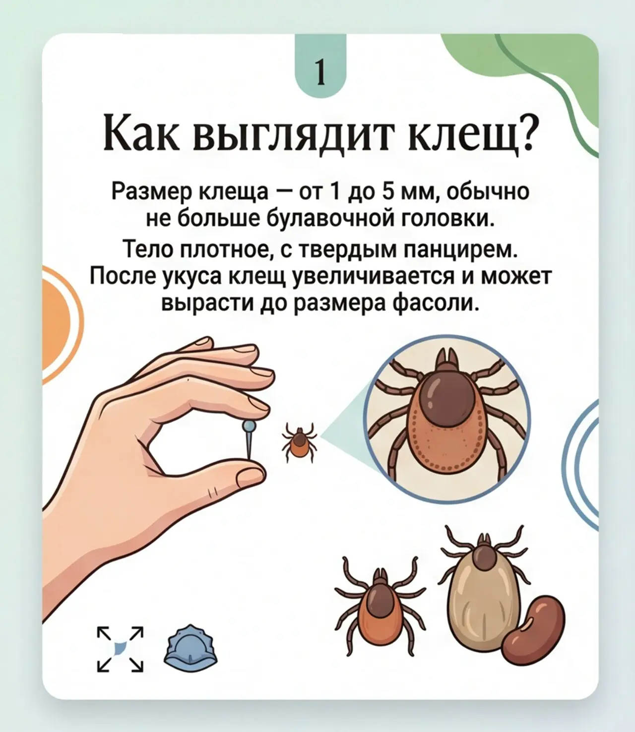 Что важно знать о клещах
В теплый период возрастает риск встречи с клещами. Это маленькие, но опасны