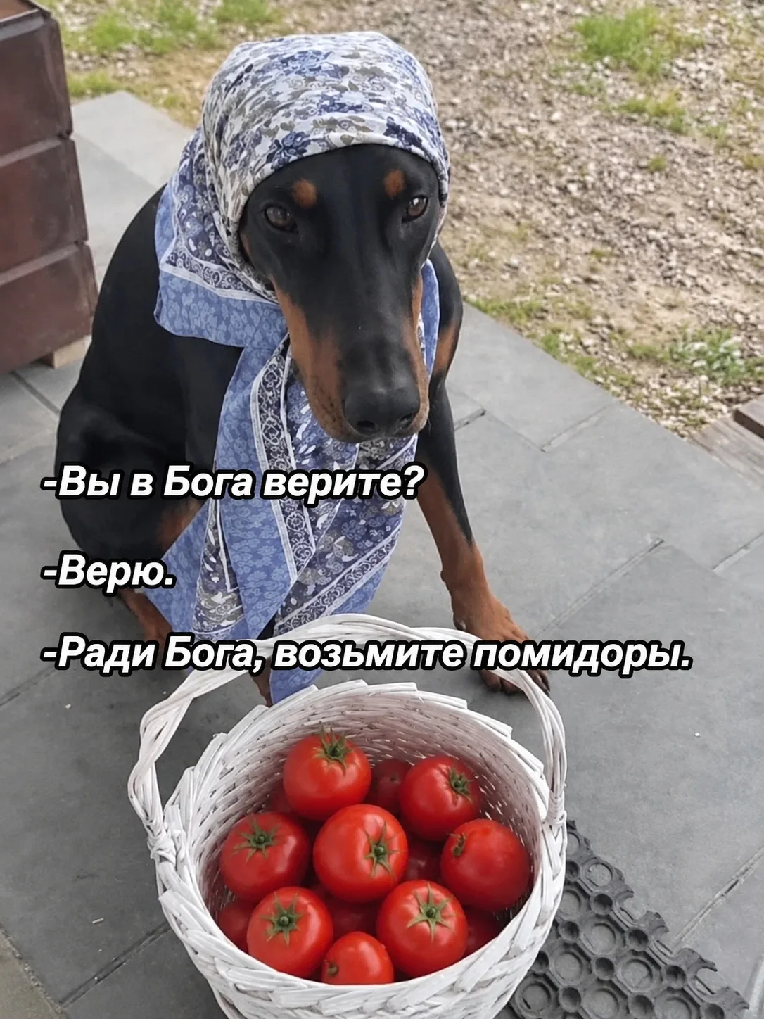 Наш организатор пытается распределить очередные 10 ящиков помидоров на переработку сред...