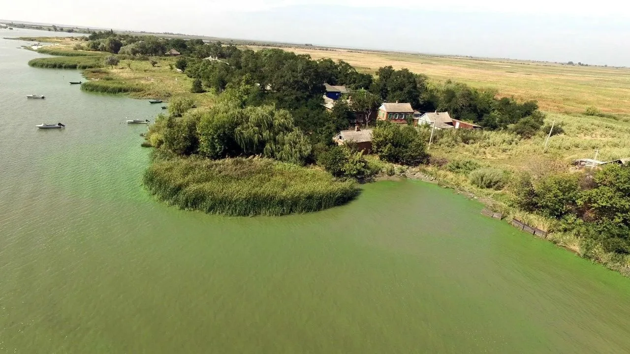 В дельте Дона обнаружили древний вид рогоза