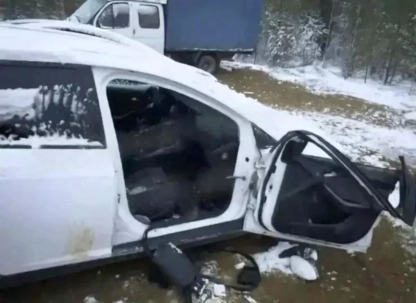 ⭕ В Ивделе застрелили медведя, разгромившего автомобили на парковке