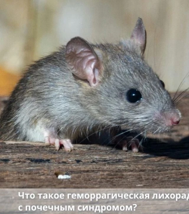🐭Геморрагическая лихорадка с почечным синдромом (ГЛПС) — острая инфекция от хантавирусов, главный у