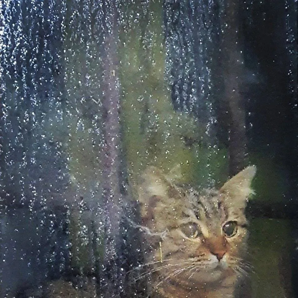 ☔️ Запорожскую область накрывает непогода

Сегодня и завтра будут ливни, грозы, град, ветер до 23 м/