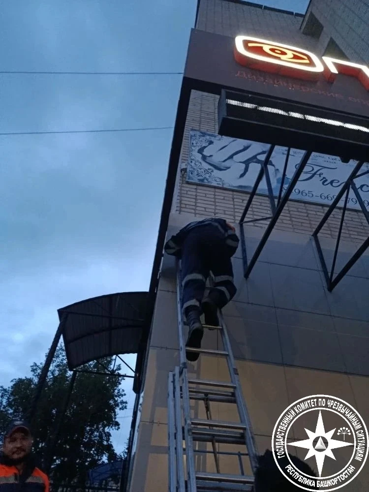 🐱 Пришли на помощь любительнице высоты

Кошка забралась на рекламный щит и сама спуститься уже не с