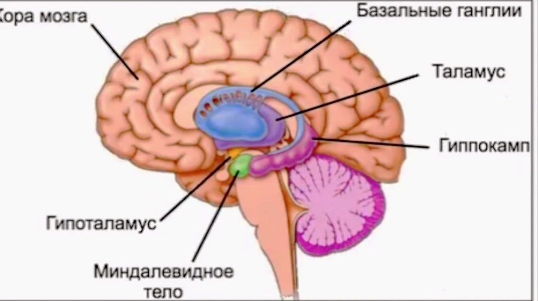 📖 Статья от психолога из Москвы:
