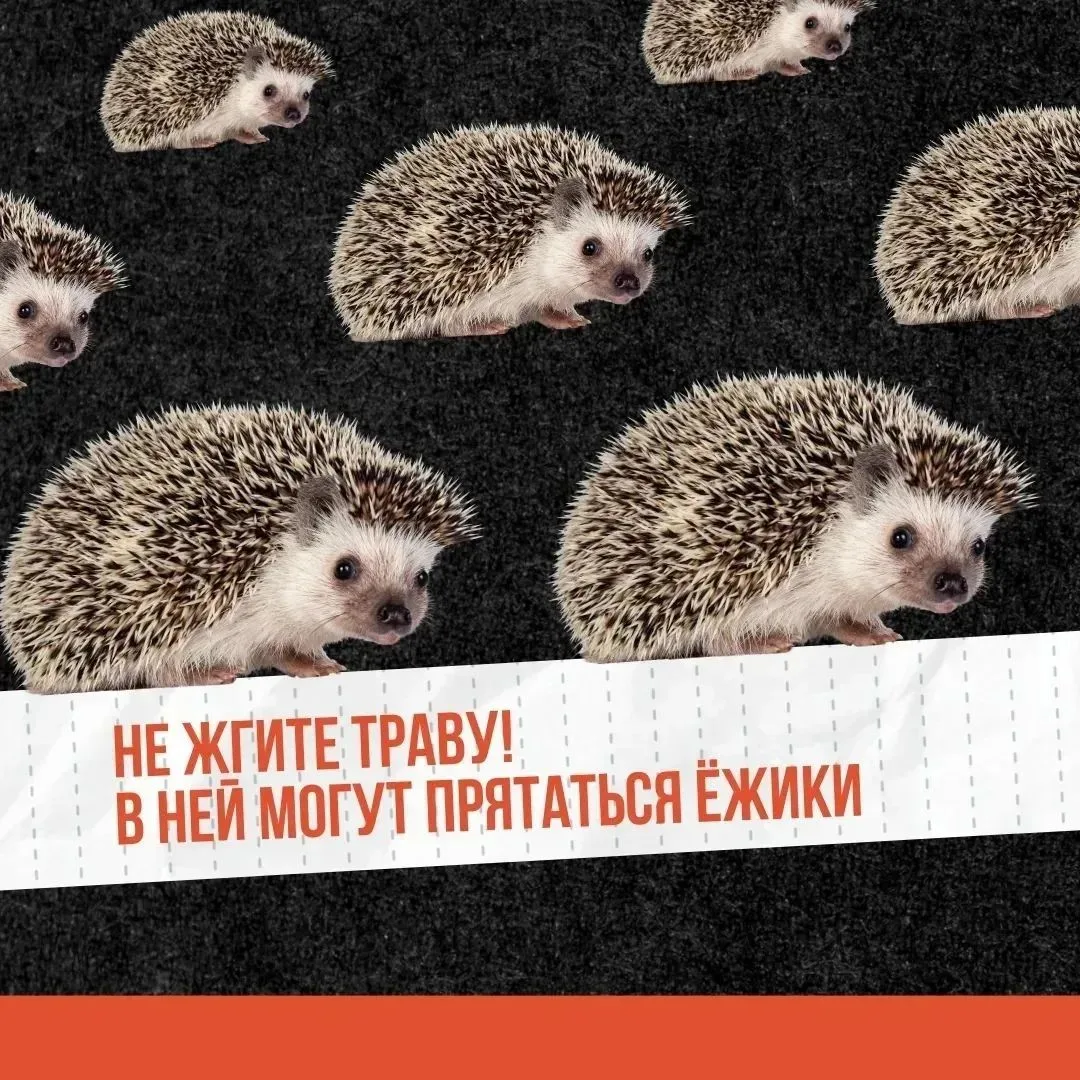 🔥 Трава — не дрова!

Поджог травы – это не безобидная привычка, а серьезная угроза для природы, люд