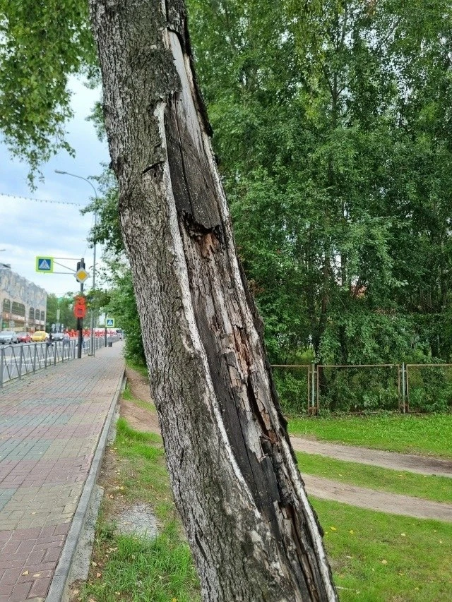 Эту березу ,в районе брошенной территории бывшего садика по ул Энгельса ,напротив гости...
