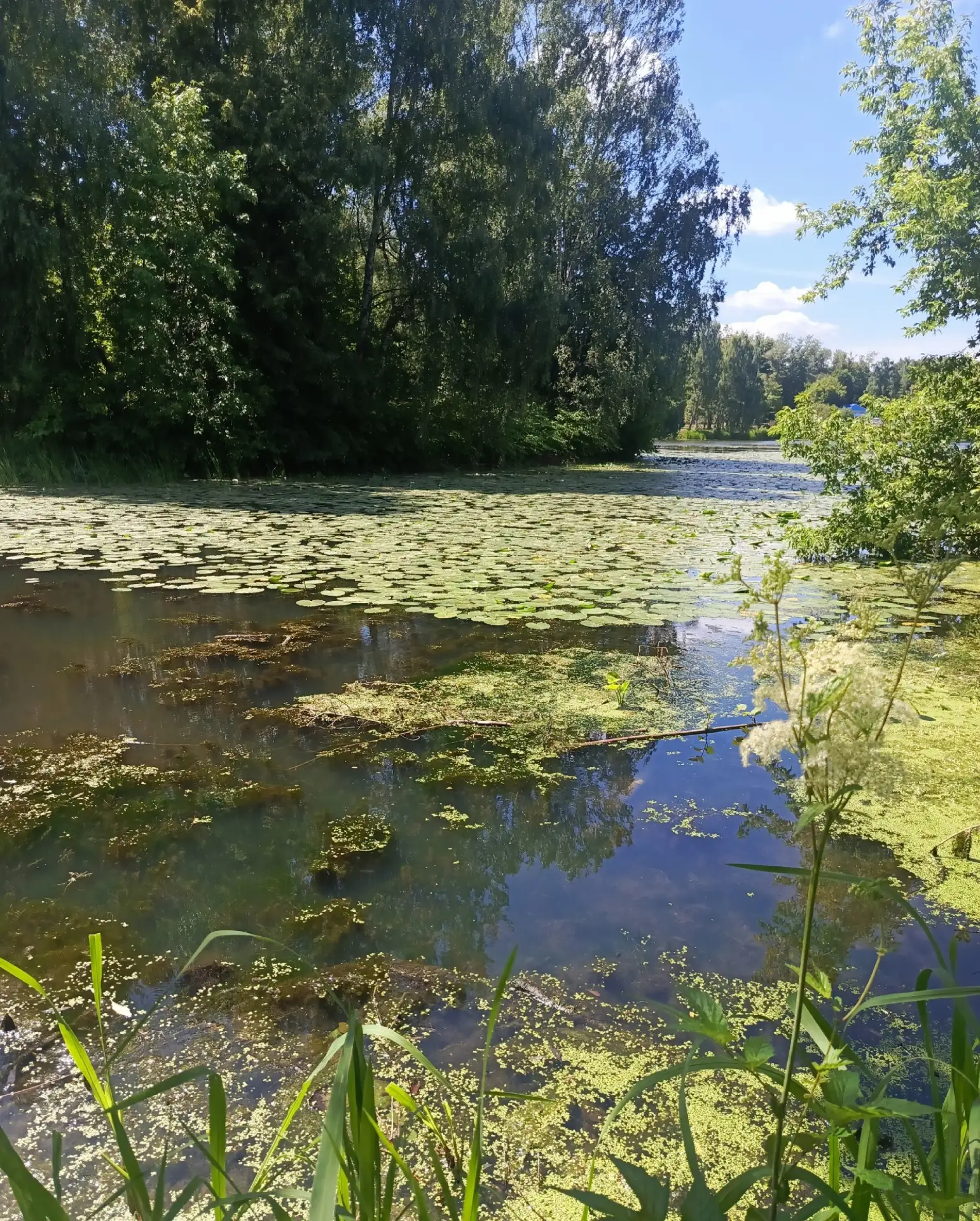 В таком ужасном состоянии и река Клязьма в городе Щелково, пора вызывать центральное те...