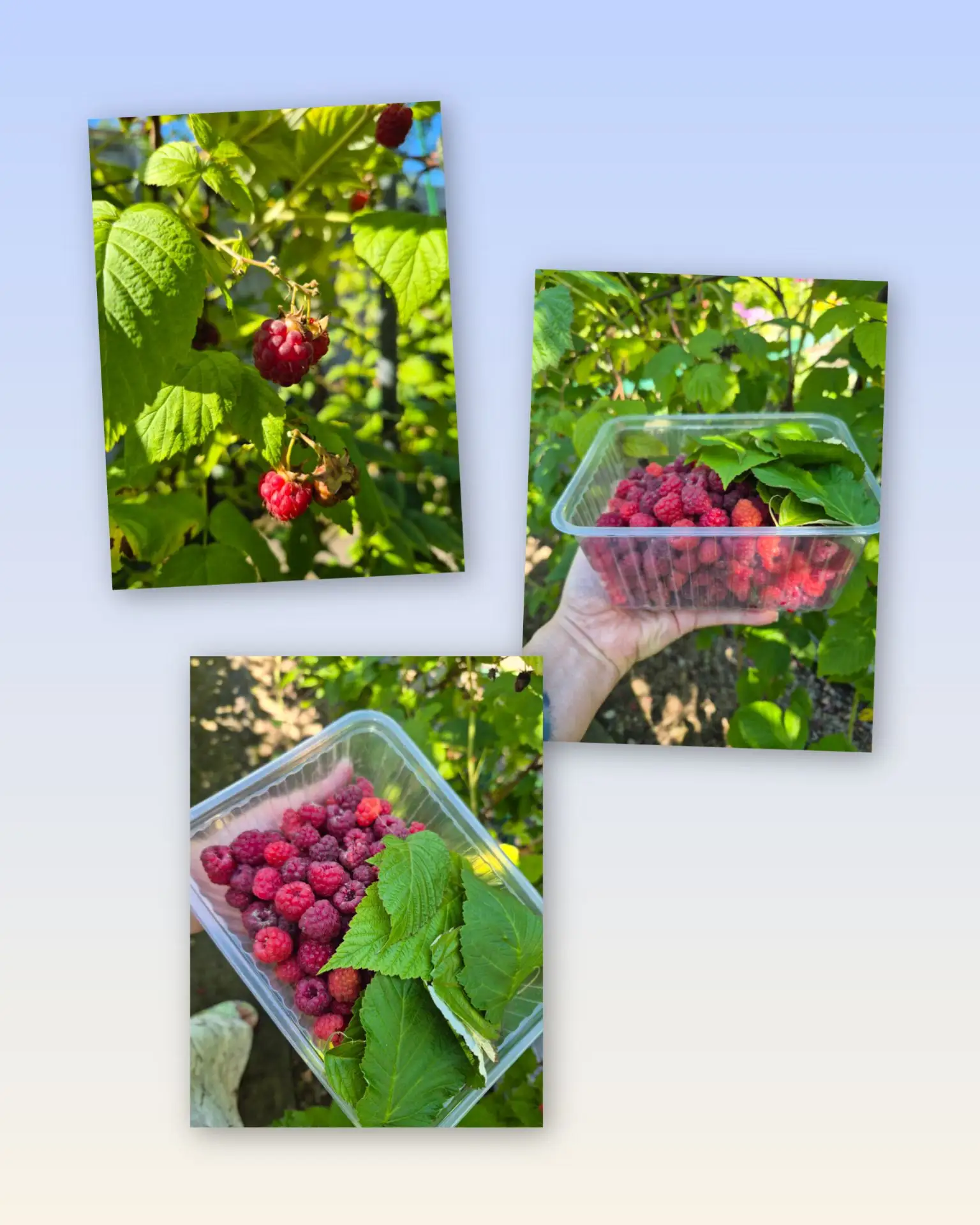 Дачное настроение, малина и любовь, которую я учусь принимать до сих пор ❤️🍓