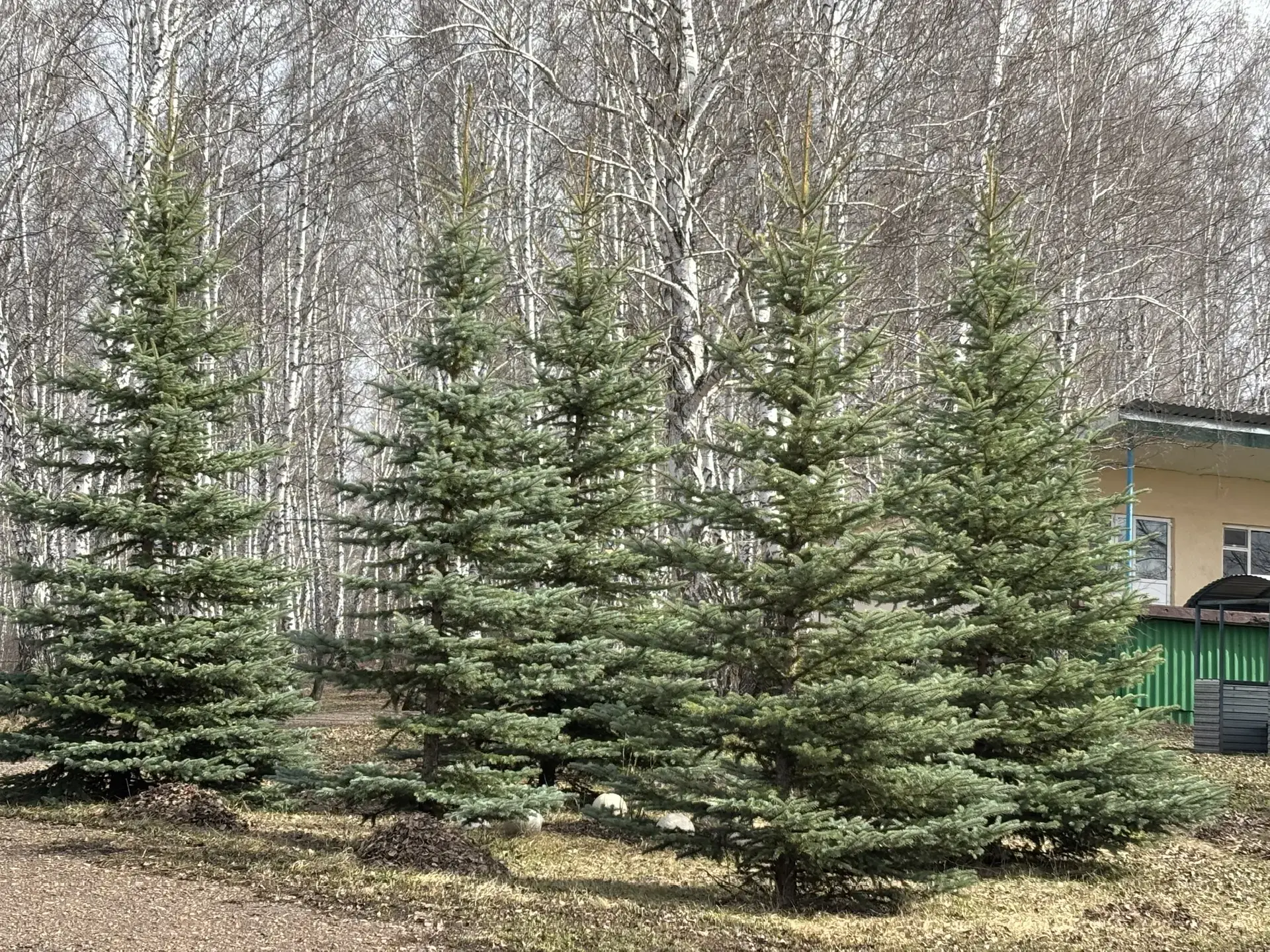 ДОЛ "Росинка"( село Кумлекуль) готовится к сезону 2026. 
🌱Ещё только начала появляться зелёная трав