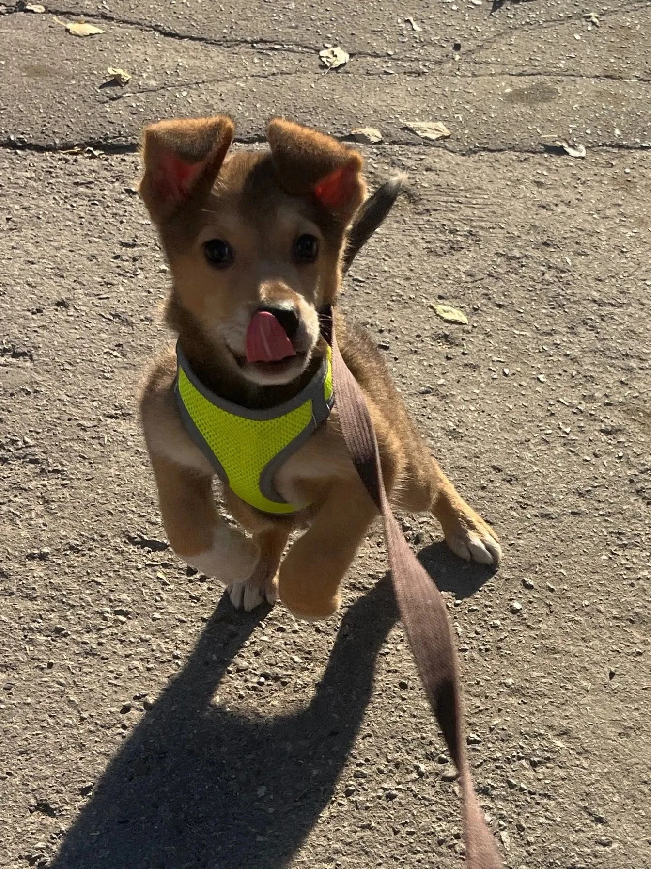 ☀️ «Барни: маленькое солнышко, которое готово стать вашим счастьем!» 💛🐾