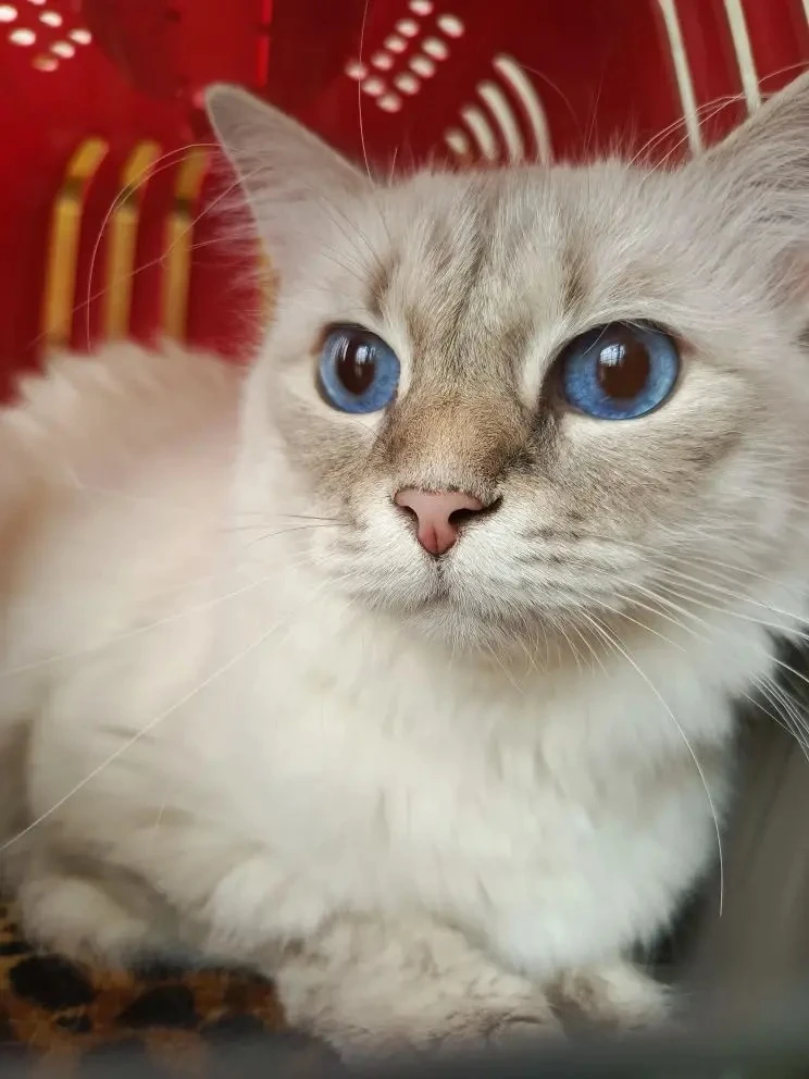 4 новые жизни увидели свет