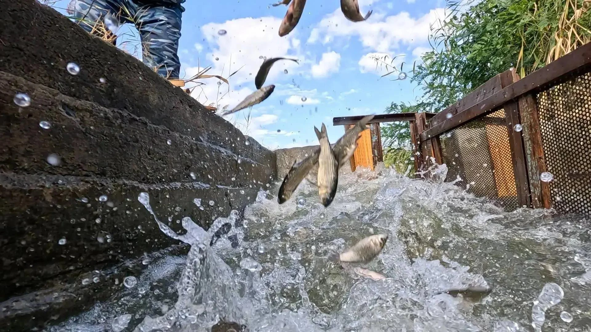 Ростовская АЭС выпустила в Цимлянское водохранилище миллион мальков рыбы 🐟🐠