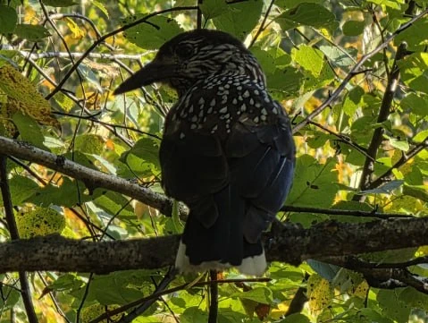 🐦 В Жигулёвском заповеднике живут милые кедровки