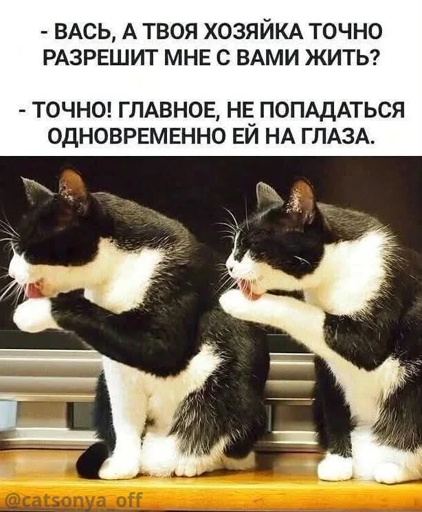 ➡️ SyntxAi