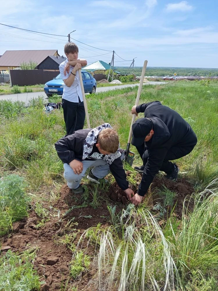 🌲 Ученики нашей школы посадили башкирские сосны — вклад в зелёное будущее!🌲