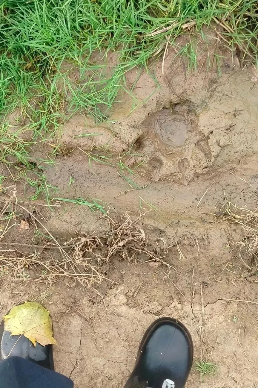 🐾 Медвежий след.🐻