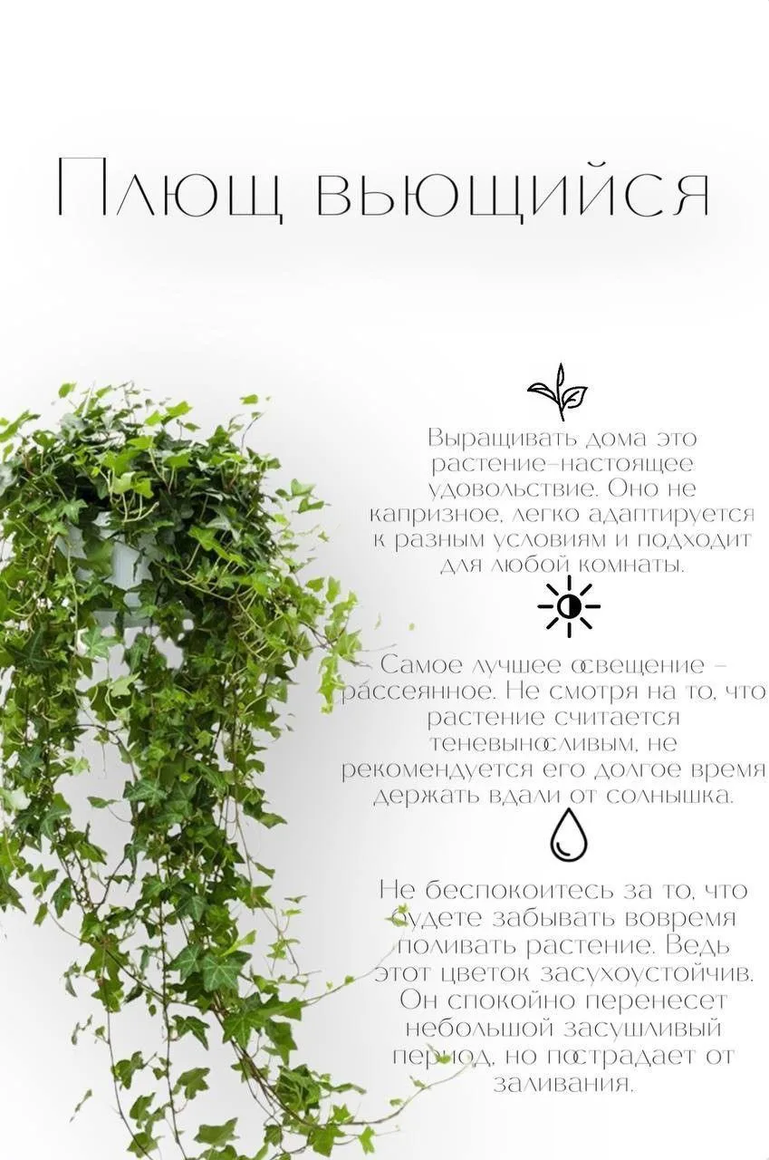 Плющ
