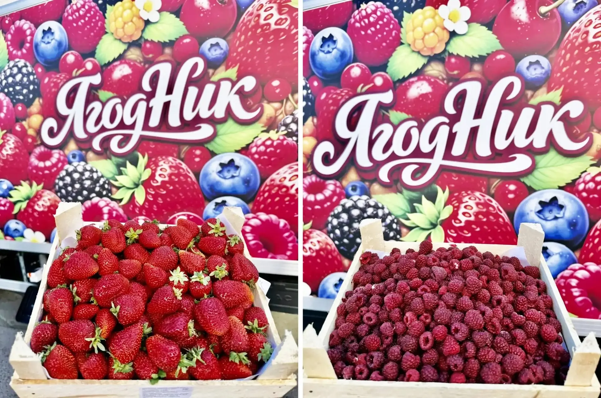 🍓 ПОСТАВКИ СЛАДКОЙ, АРОМАТНОЙ КЛУБНИКИ И МАЛИНЫ ИЗ КИРГИЗИИ В ЯШКИНО🍓