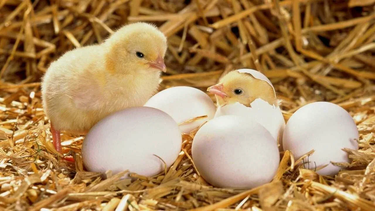 Куриное яйцо — это одна клетка, которая умеет дышать