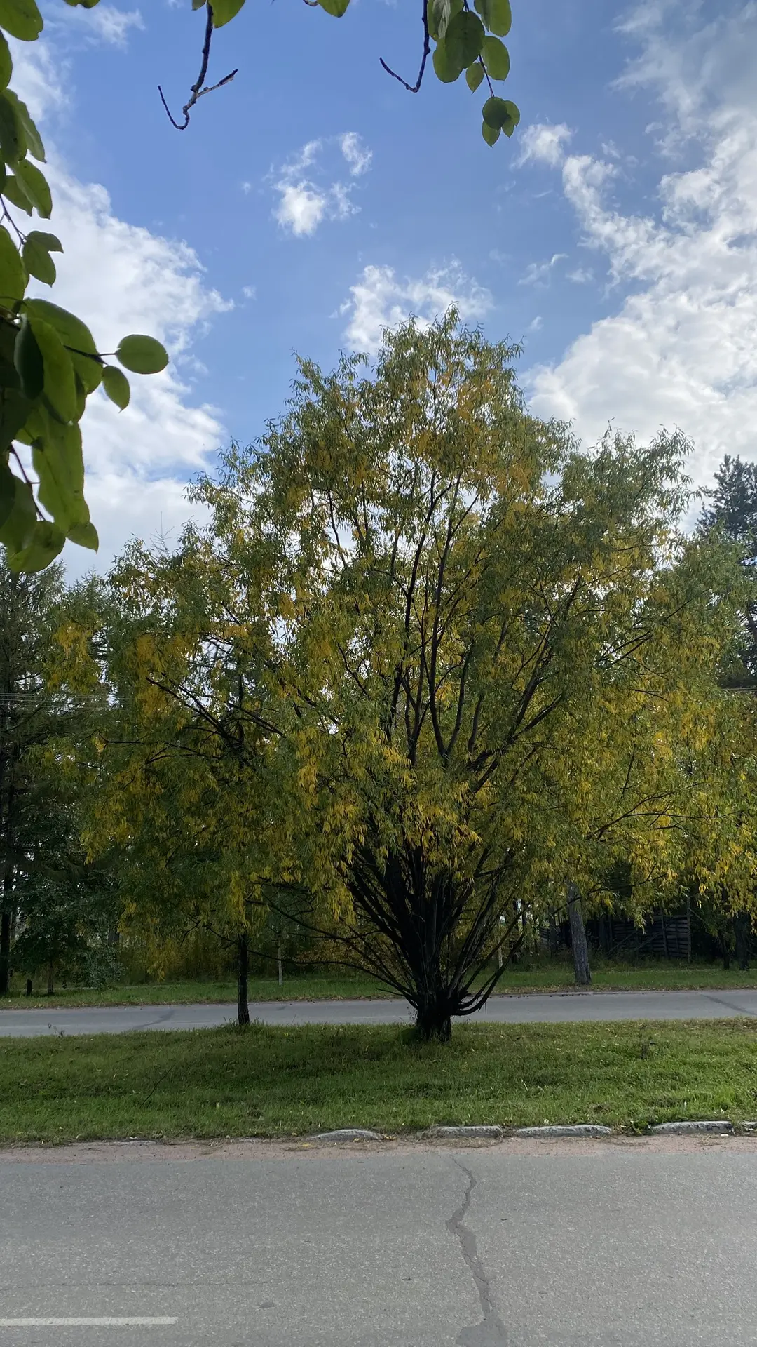 Красавица Осень в городе