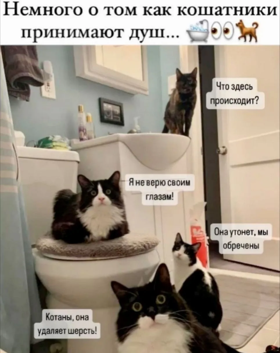 Чтобы было всё в порядке - утро начинай с зарядки😽