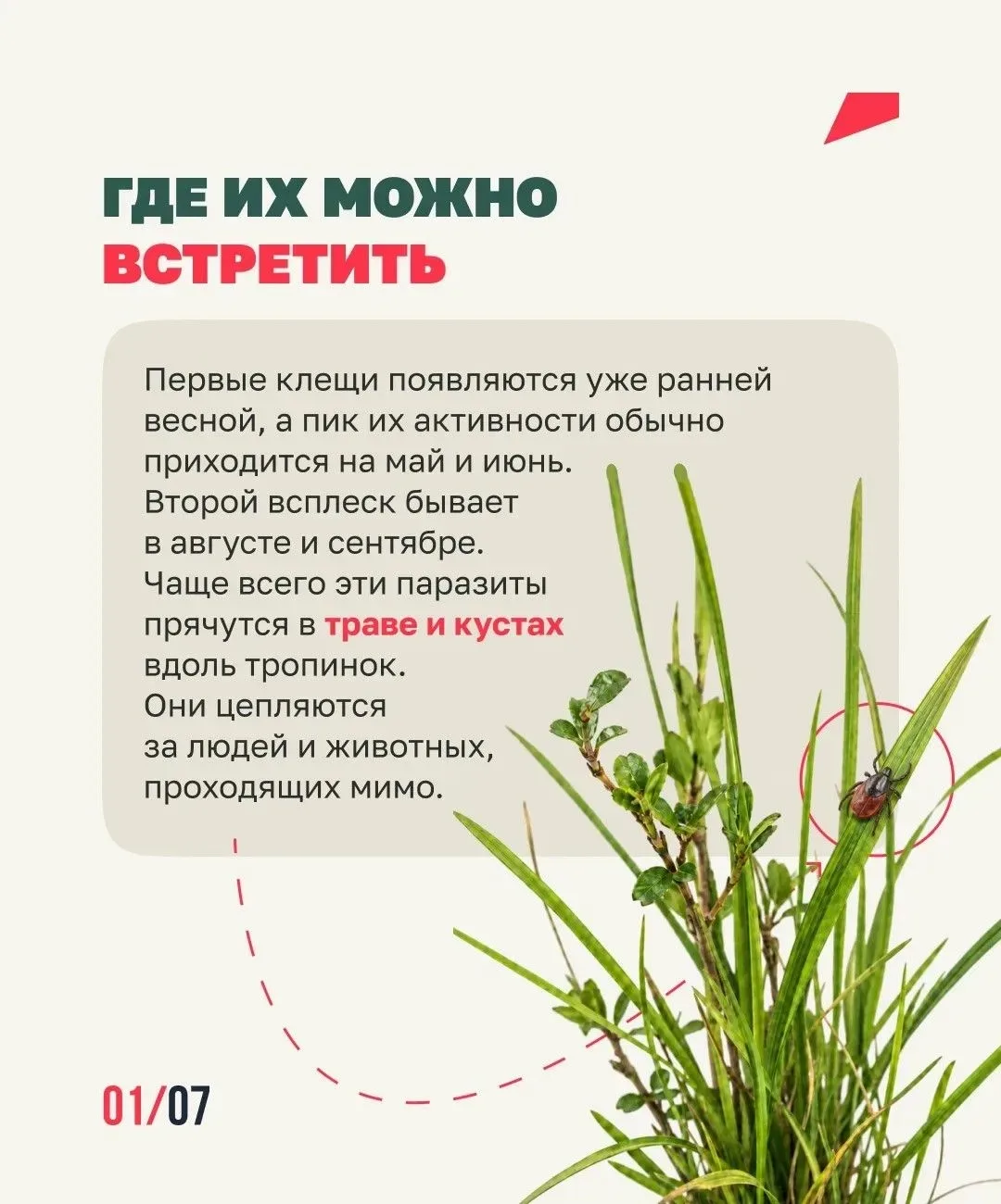 Клещи ближе, чем ты думаешь🕷️  Они обитают не только в лесу, но и на дачах, в парках и вдоль тропино