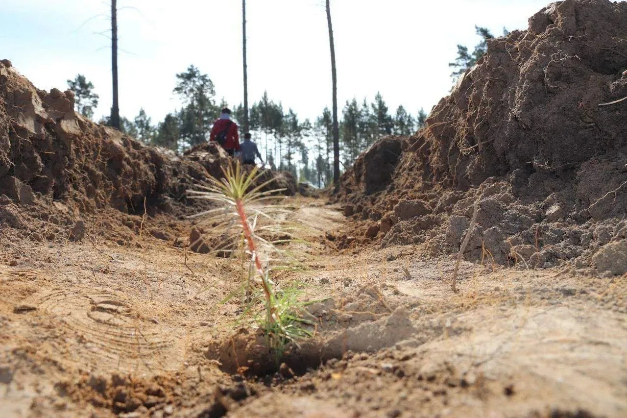 В Иркутской области перевыполнили план по лесовосстановлению в 4 раза 🌲

Губернатор Игорь Кобзев со