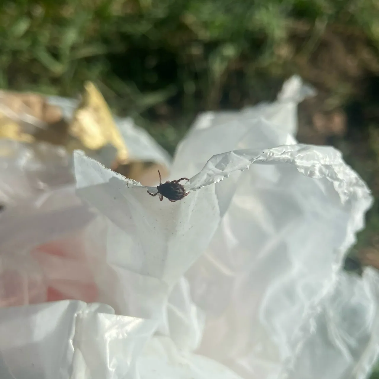 🕷😱С 20 марта в Тамбовской области ожидается пробуждение клещей  Роспотребнадзор сообщает, что с 20 м