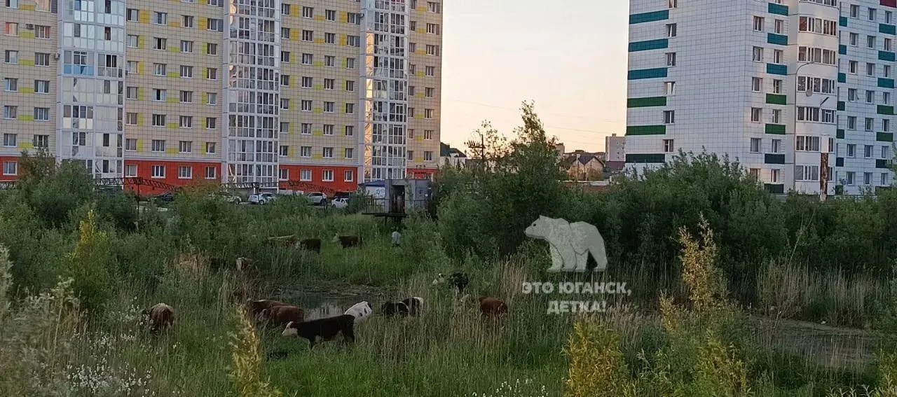 Добрый вечер! Солнце садится, наступает вечер в 17мкр......Коровки сменили лошадок и отправились в н