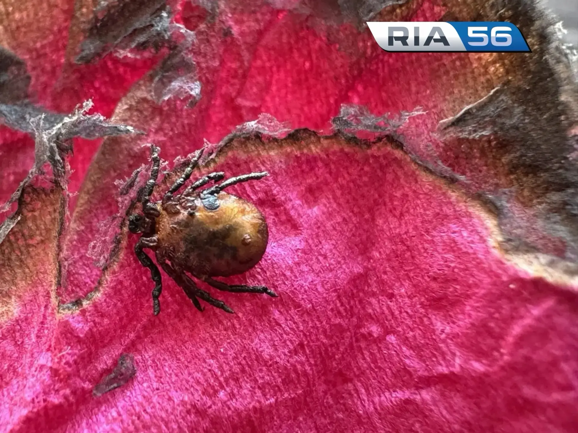 🐞Клещи продолжают атаковать жителей Оренбуржья