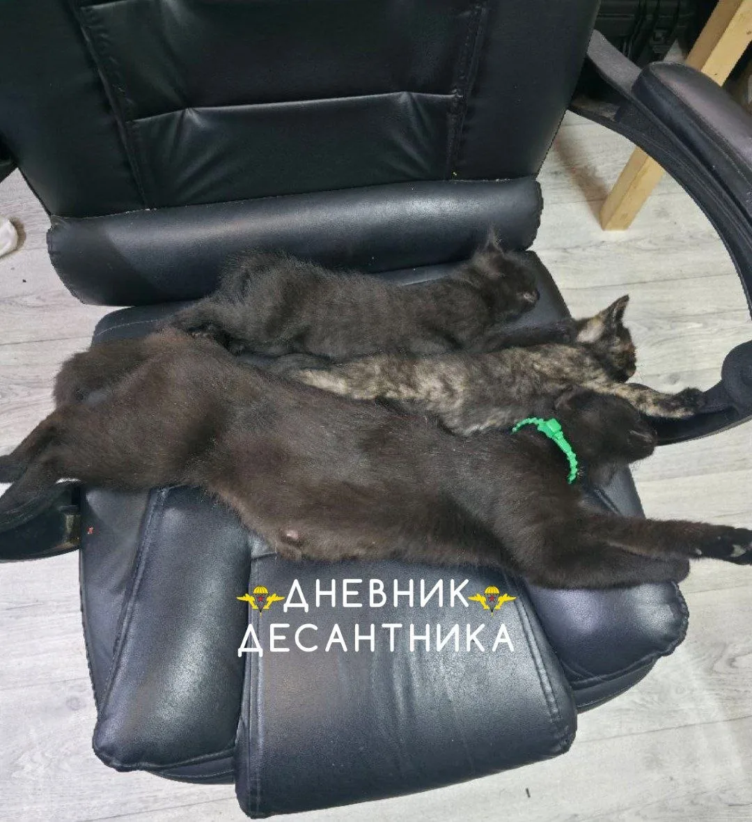 🪂 Думали, мы тут одни службу тащим? 
Да, как бы не так! 
Эти ребята - наши главные внештатные специ