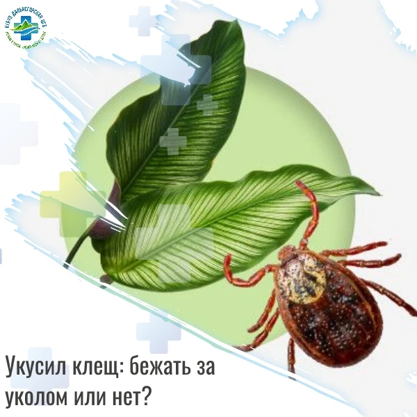 ❓ Укусил клещ: бежать за уколом или нет?