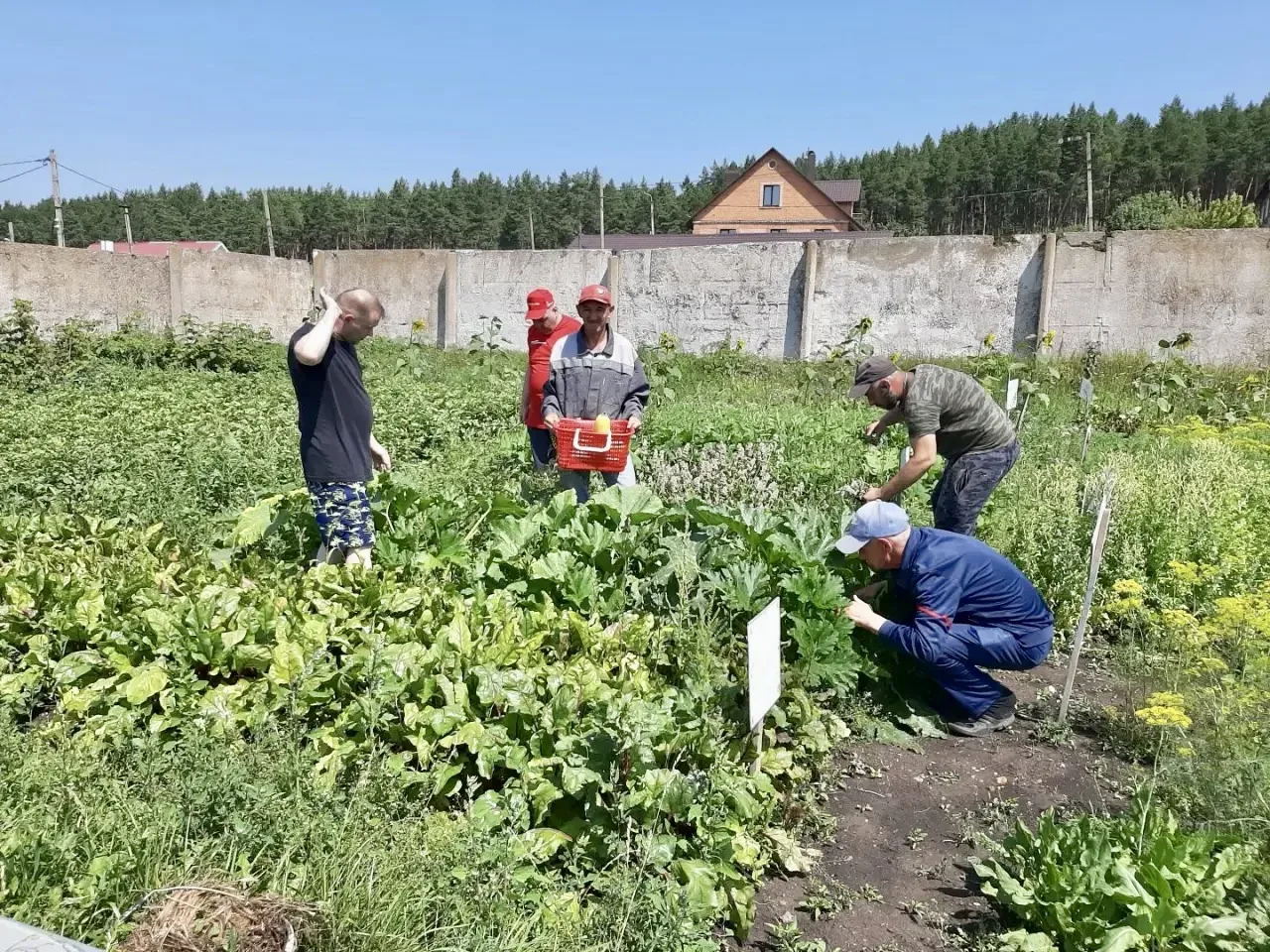 🥒🎉 С грядки — на стол: наш огород расщедрился на урожай!

Сегодня в нашем волонтёрском объединении