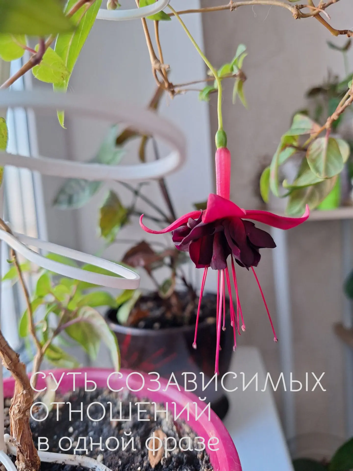 СУТЬ СОЗАВИСИМЫХ ОТНОШЕНИЙ