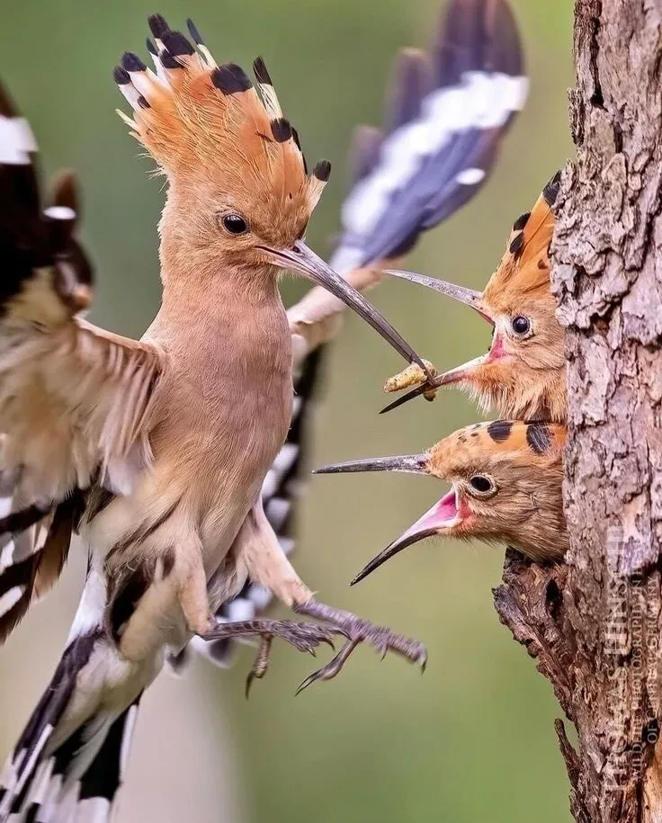 Забота о потомстве - удод. 🐦‍⬛