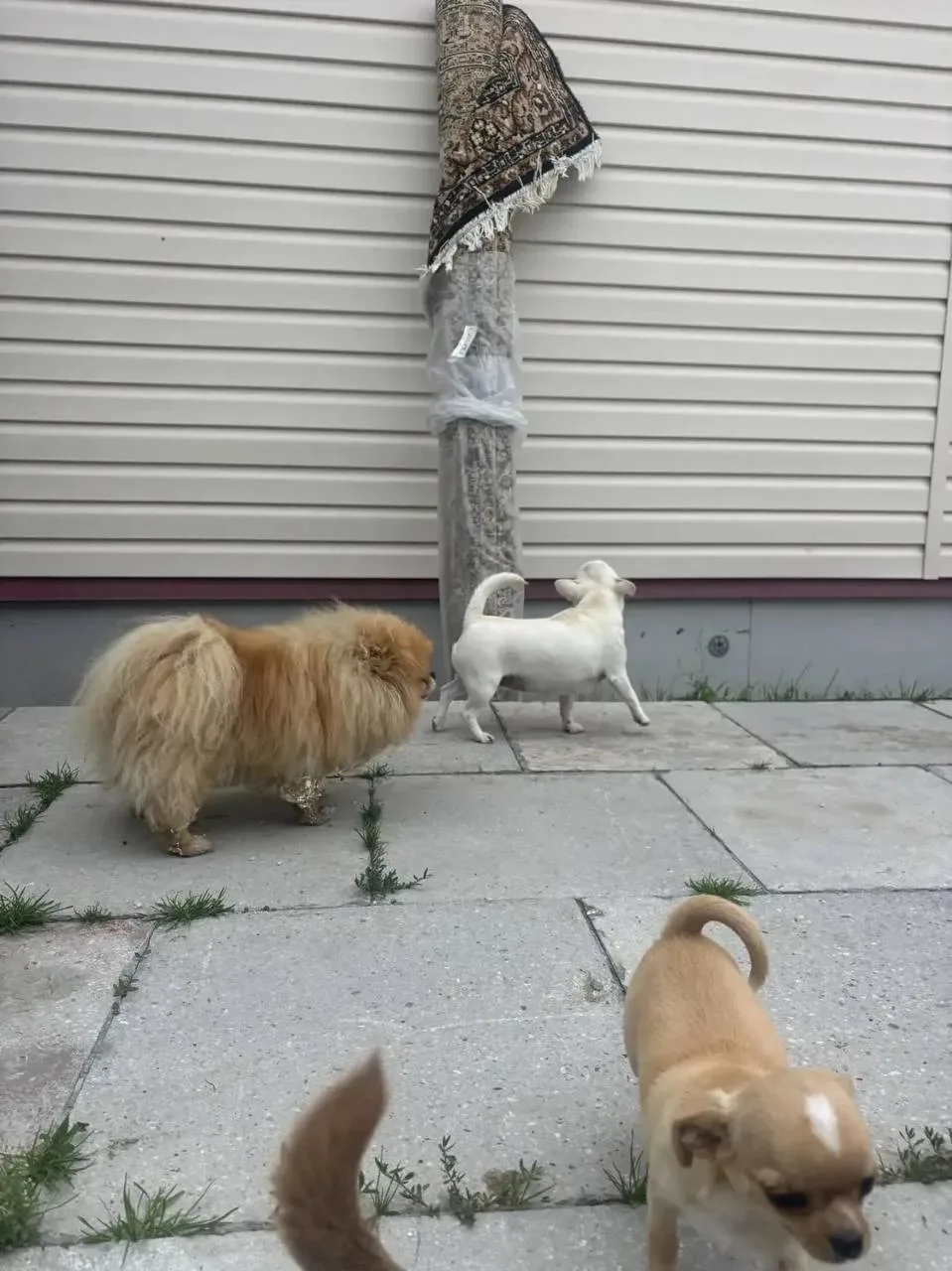 Чистый ковёр встречает собачий совет. 🐶😄