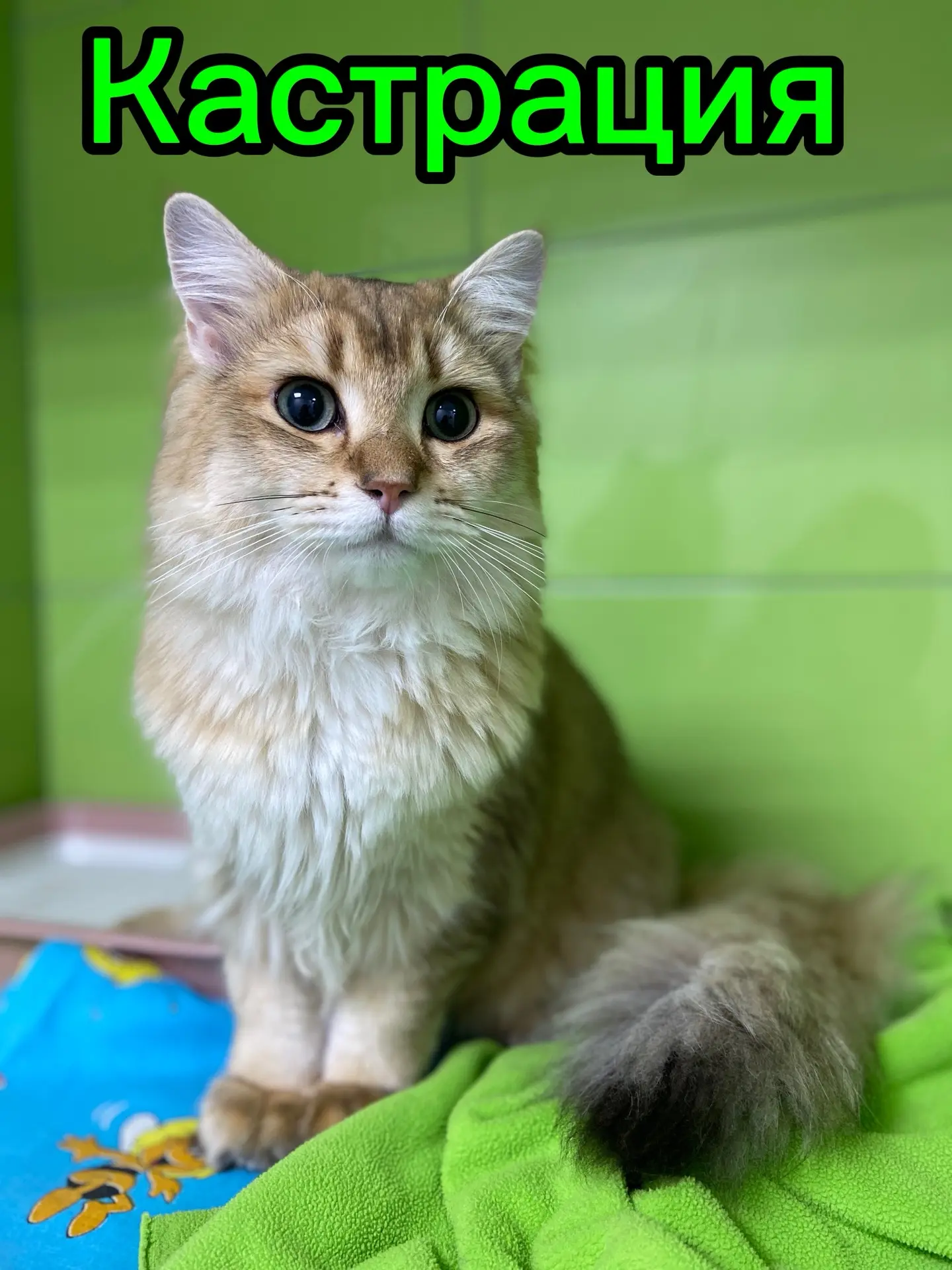 Кастрация котов и кошек: забота о здоровье и комфорте вашего питомца🐈

Кастрация — это не просто хи