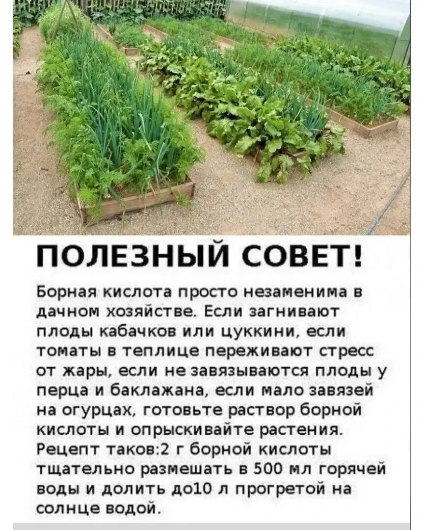 Полезный совет: борная кислота в дачном хозяйстве 🌸