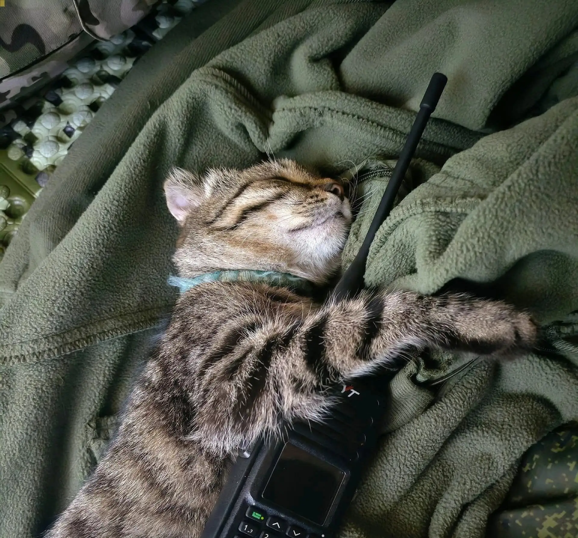 Радист уснул на боевом посту 😹 Рацию из лап не выпускает — вдруг вызов?