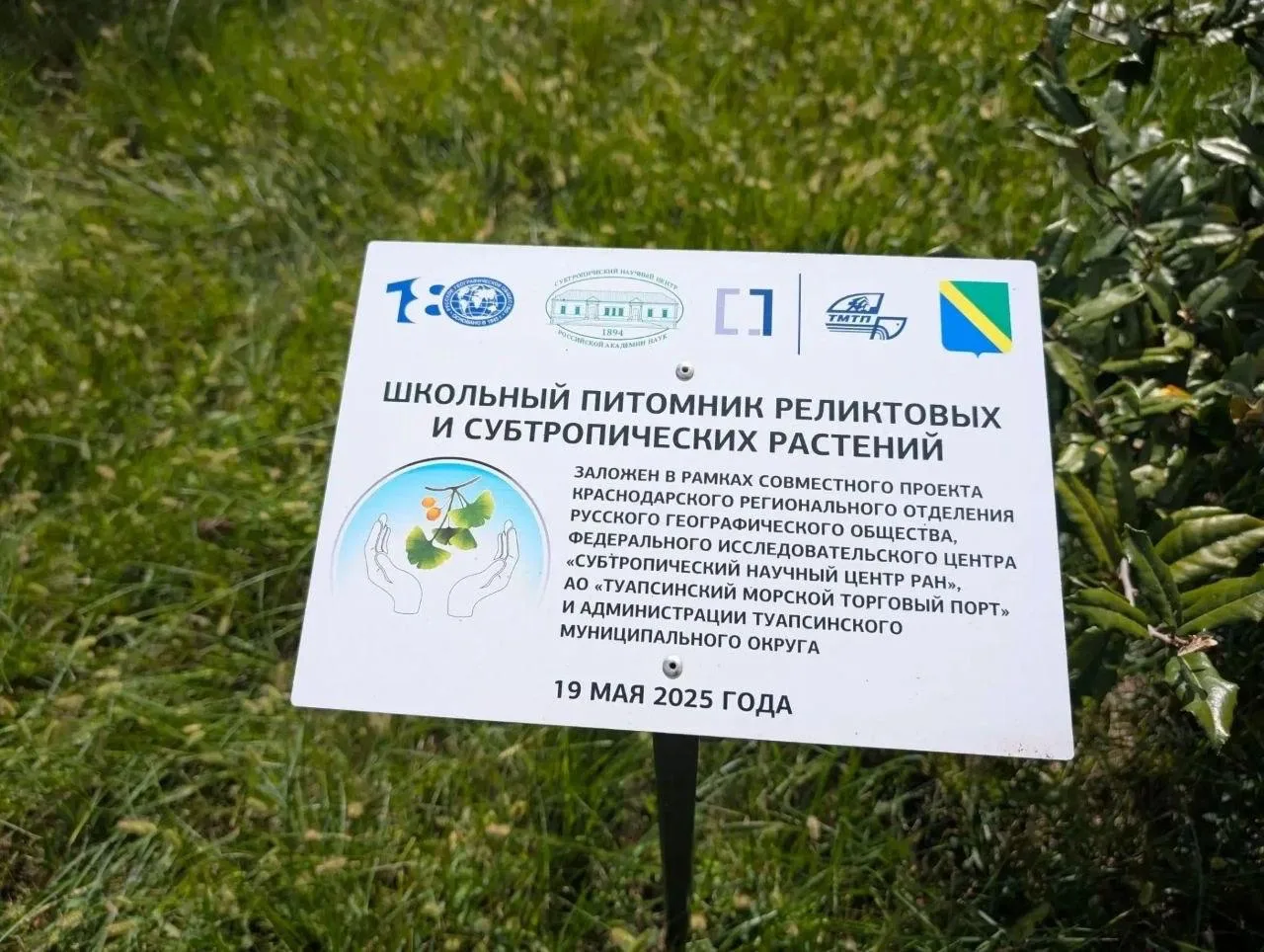 🌱 Около 10 саженцев гинкго билоба не прижились в школах Туапсе.