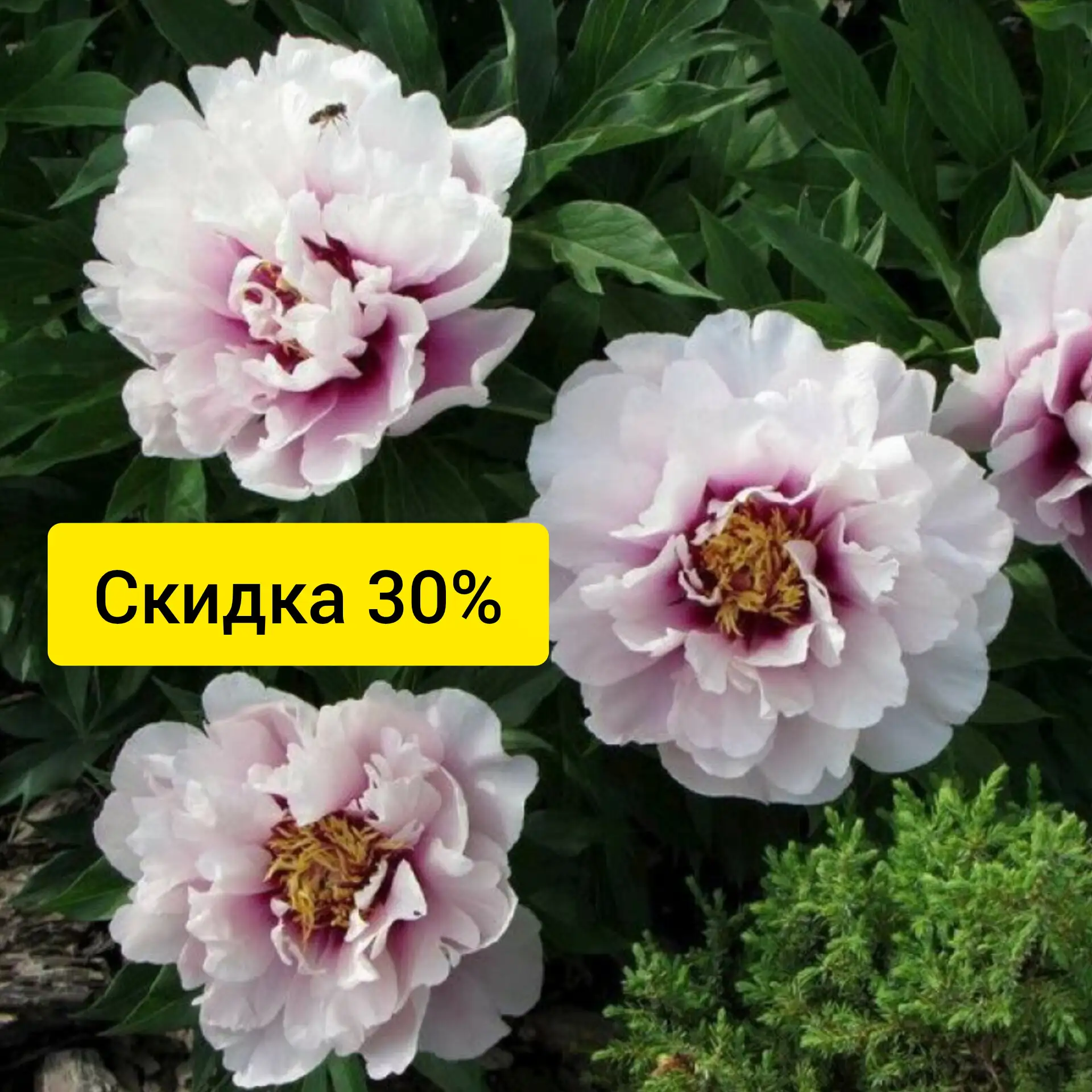 -30 % скидка 💥💥💥