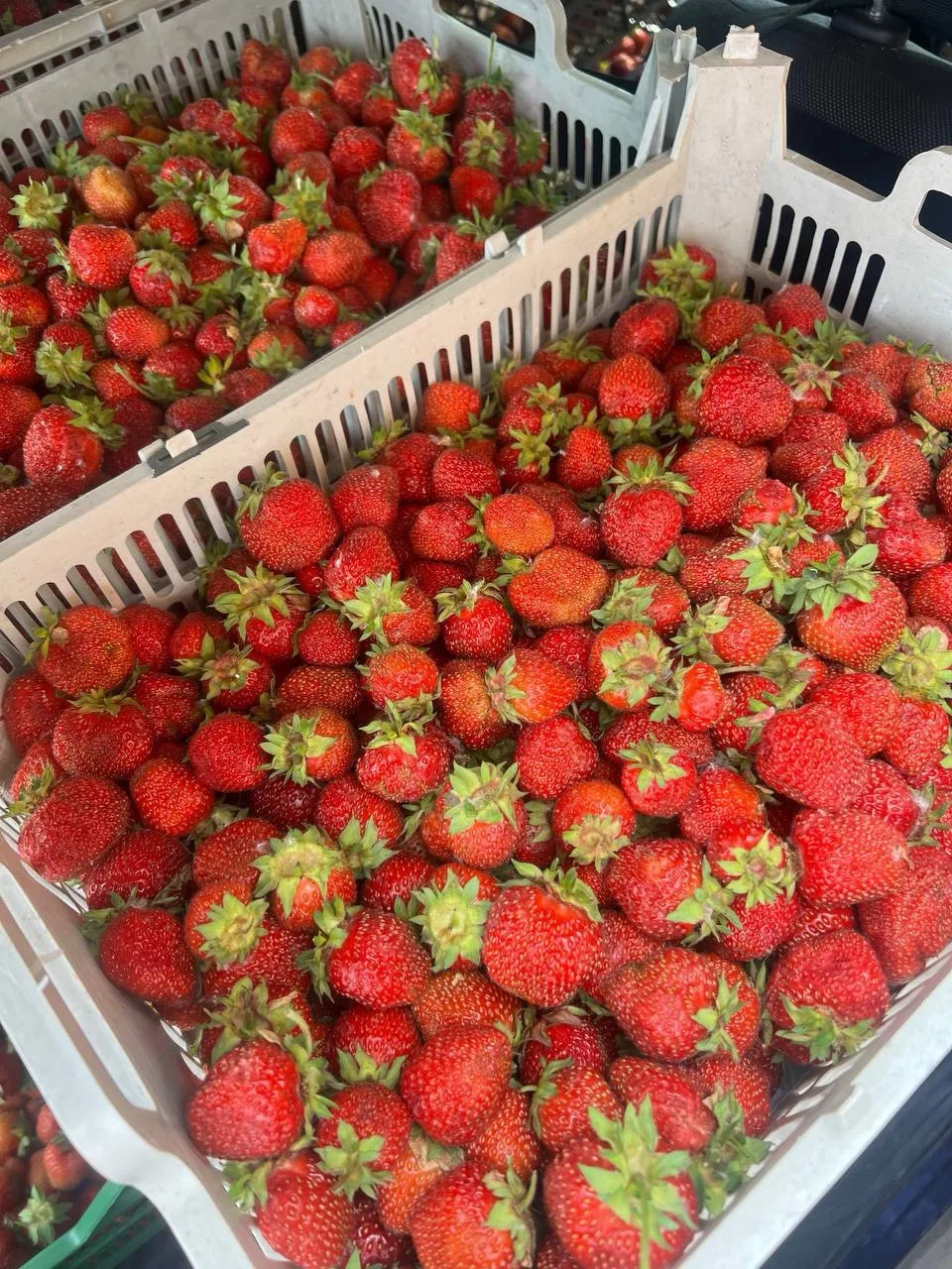 🍓 Клубника «местная-Шушенская» из Субботино🍓

💥Бронь открыта. Связались с фермером, 24-26.06 прим