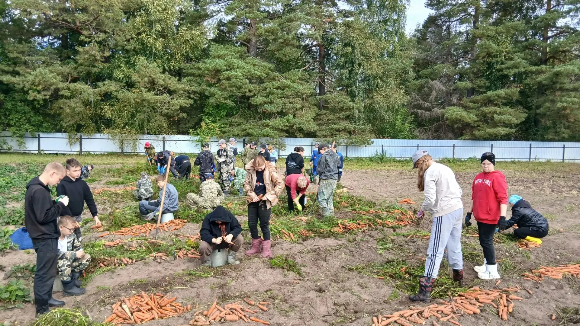 🌱На школьных грядках продолжается горячая пора. Ребята с большим азартом выкопали свой...