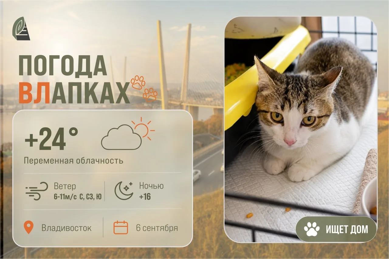 #ПогодаВЛапках