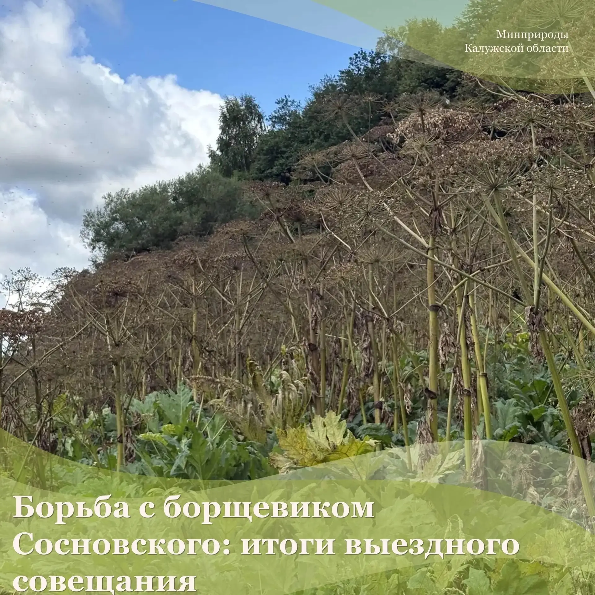 Борьба с борщевиком Сосновского: итоги выездного совещания в Калужской области