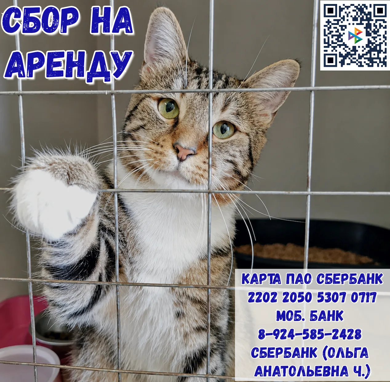 Мы объявляем сбор на аренду приюта!