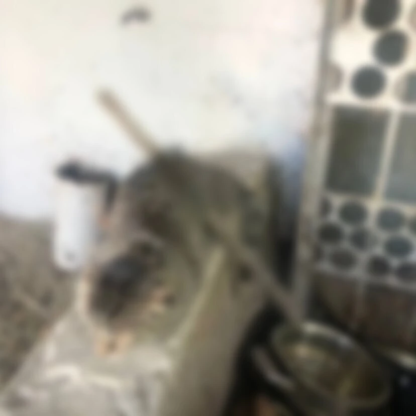 ⚡️Полиция проверяет подростков, которые насадили кошку на палку в Челнах